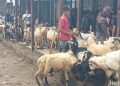 Geliat Jual Beli Domba Jelang Iduladha di Bandung Barat